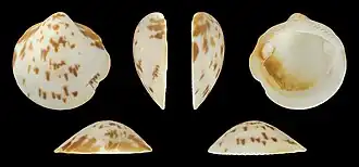 Glycymeris americana