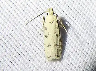 Glyphidocera lactiflosella