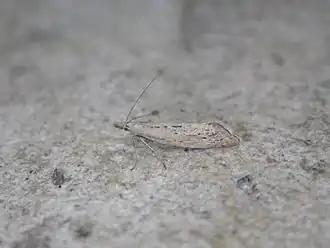 Phryganostola achlyoessa