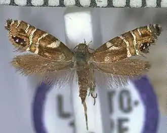 Glyphipterix acronoma