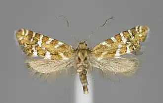 Glyphipterix bergstraesserella
