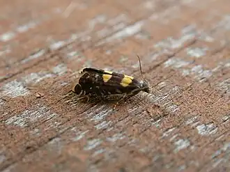 Glyphipterix chrysoplanetis