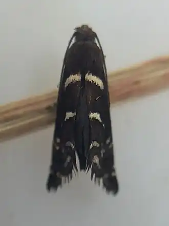 Glyphipterix dichorda