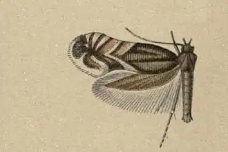 Glyphipterix fortunatella