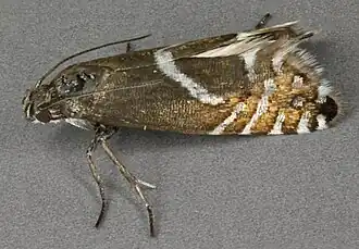 Glyphipterix haworthana