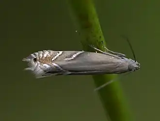 Glyphipterix iocheaera