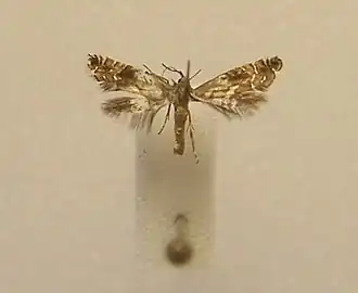 Glyphipterix leptosema