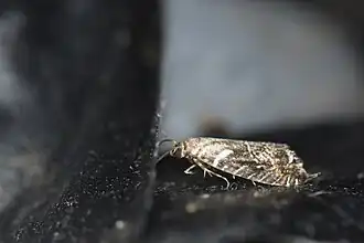 Glyphipterix lunaris