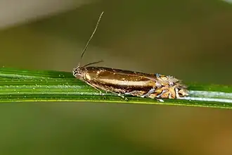 Glyphipterix scintilella