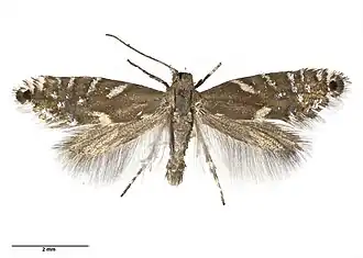 Glyphipterix scintilla