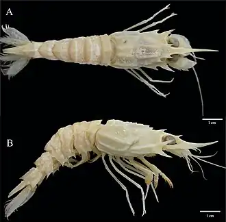 Glyphocrangon alispina