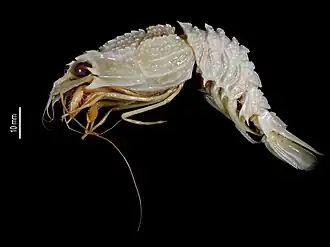 Glyphocrangon armata