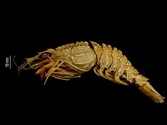 Glyphocrangon conodactylus