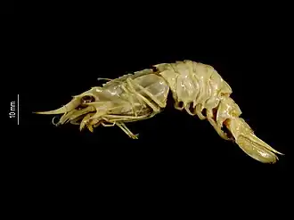 Glyphocrangon crosnieri