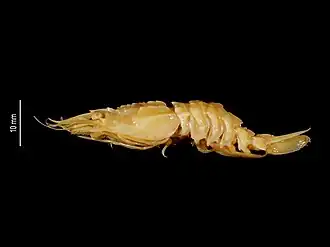 Glyphocrangon faxoni