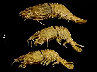 Glyphocrangon formosana