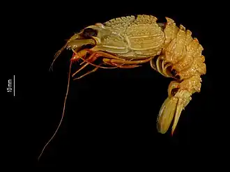 Glyphocrangon lineata