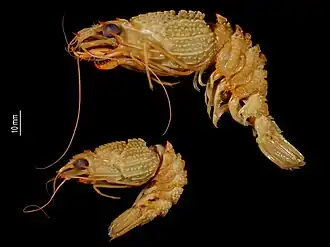 Glyphocrangon lowryi