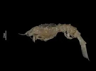 Glyphocrangon nobilis