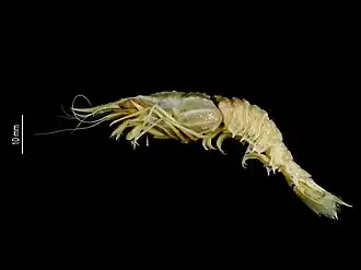 Glyphocrangon punctata