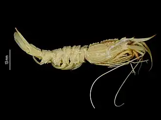 Glyphocrangon richeri