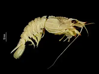 Glyphocrangon rubricinctuta