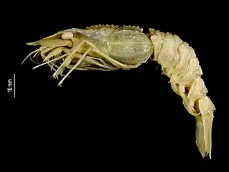 Glyphocrangon saintlaurentae