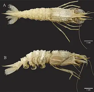 Glyphocrangon sculpta