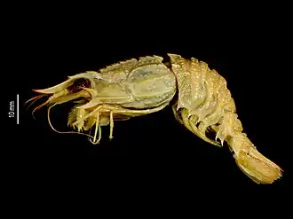 Glyphocrangon similior