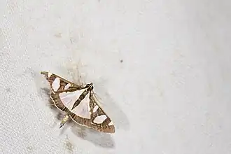 Glyphodes actorionalis