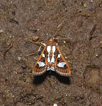 Glyphodes bivitralis