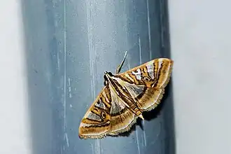 Glyphodes duplicalis