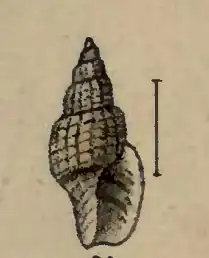 Glyphostoma canfieldi