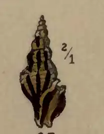 Glyphostoma neglecta