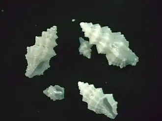 Glyphoturris rugirima