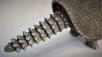 Glyptodon staart gemaakt door Jaap Roos