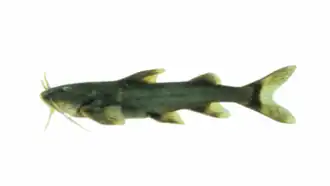 Glyptothorax kashmirensis