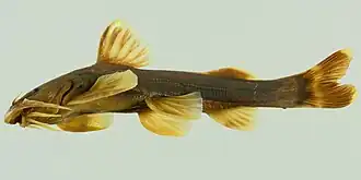 Glyptothorax pectinopterus