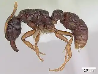 Gnamptogenys continua