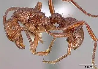 Gnamptogenys costata