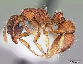 Gnamptogenys hartmani