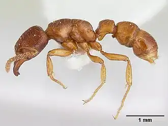 Gnamptogenys interrupta