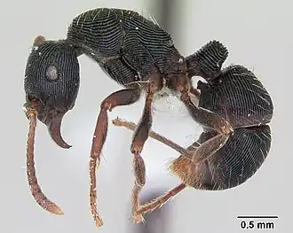 Gnamptogenys moelleri