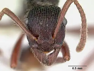 Gnamptogenys porcata