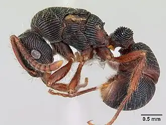 Gnamptogenys rastrata