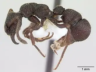 Gnamptogenys simulans