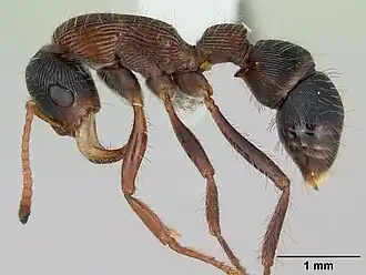 Gnamptogenys sulcata