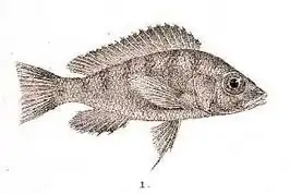 Gnathochromis pfefferi