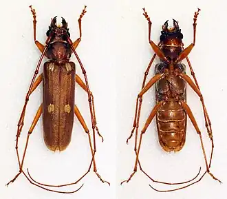 Eburiomorpha guttata