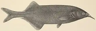 Gnathonemus longibarbis